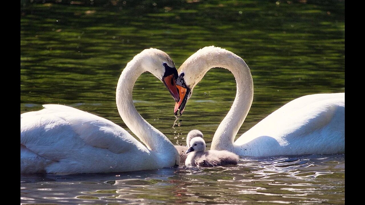 Family Swan