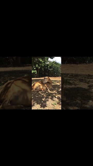 This ONE is looking pregnant