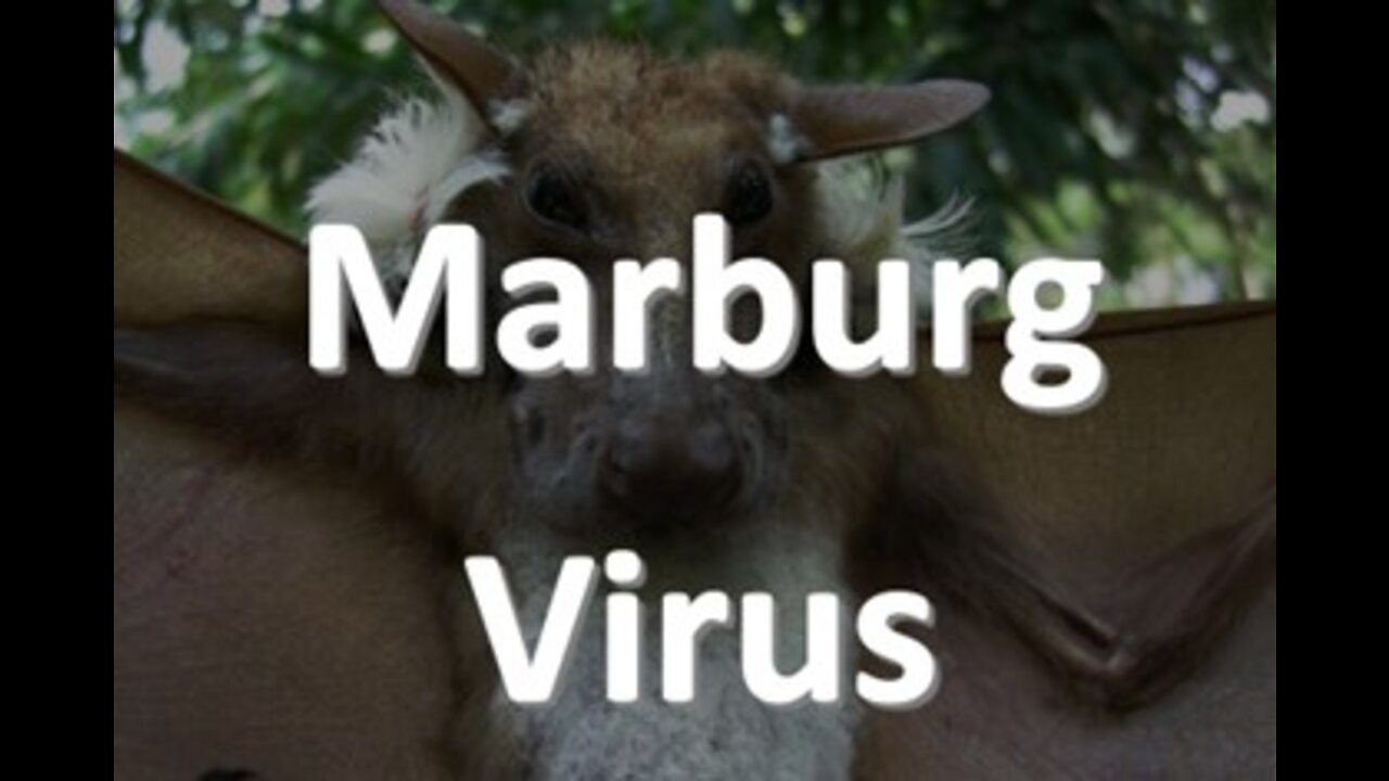 Maburg Virus, The Next Plandemic?