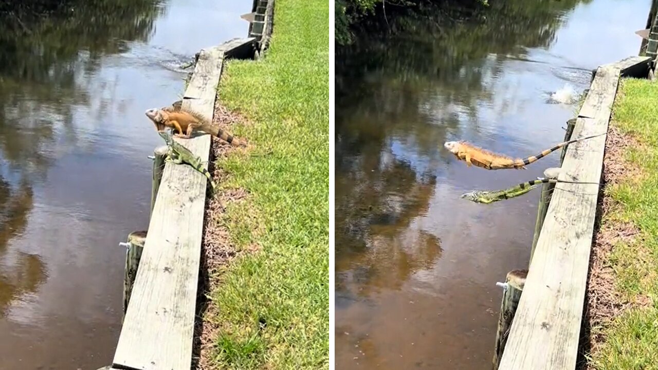 Lizards Take A Perfectly Timed Jump Together