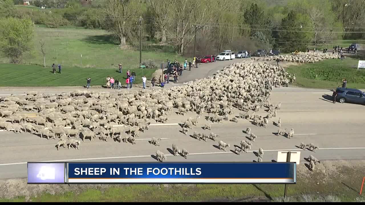 Sheep and the plague return to Boise Foothills and surrounding desert