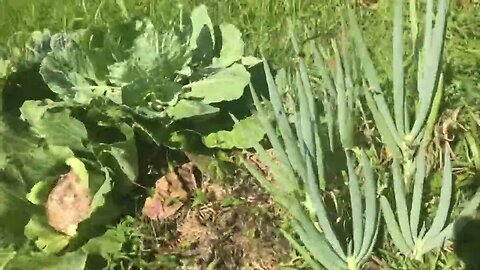 Regenerate gardening tour on hot August day