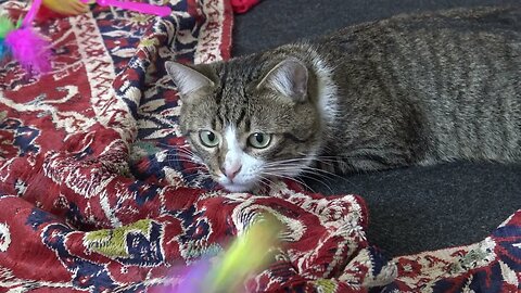 Funny Stalking Cat Wiggles His Butt