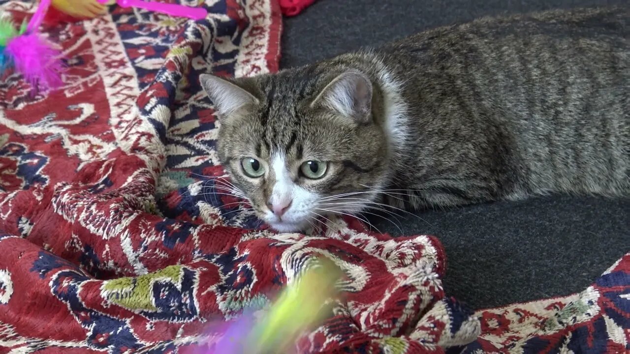 Funny Stalking Cat Wiggles His Butt