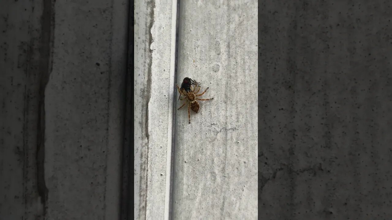 spider vs housefly