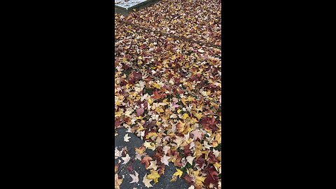 Fall in Virginia