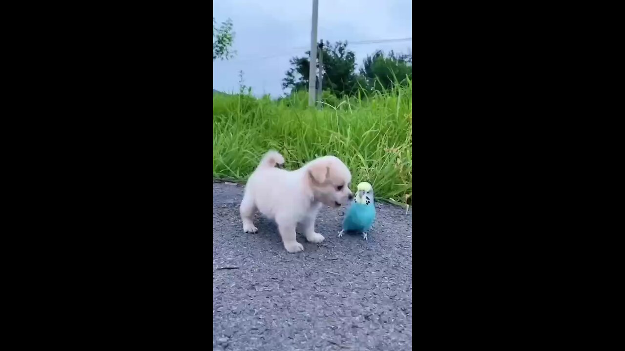 puppy play with parrot