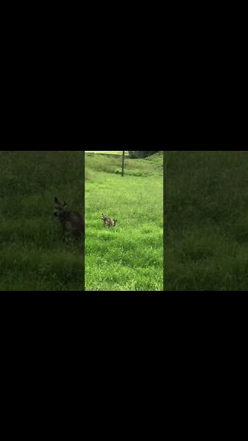 Tiny joey is now leaving mum's pouch