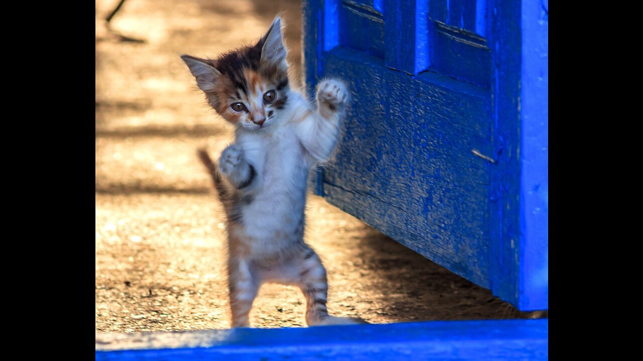 beautiful, funny, cute, dancing, cat, #cat