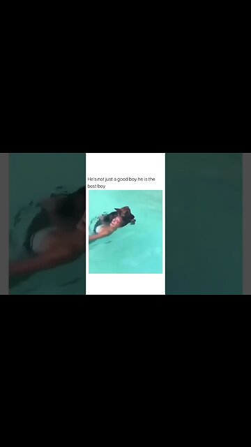 Wow 🤩 🐕 🏊‍♂️ #shorts #viral #subscribe #shortvideo #reels #lol #funny #dog #viralreels #pool