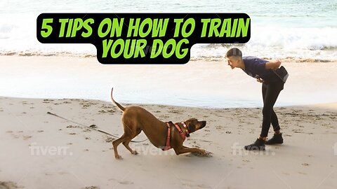 Mastering the Art of Dog Training