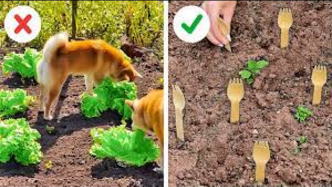 Garden Organization Ideas And Growing Plant Hacks
