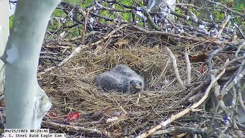 USS Bald Eagle Cam 1 4-25-23 @ 8:23:42 Hop cast pellet