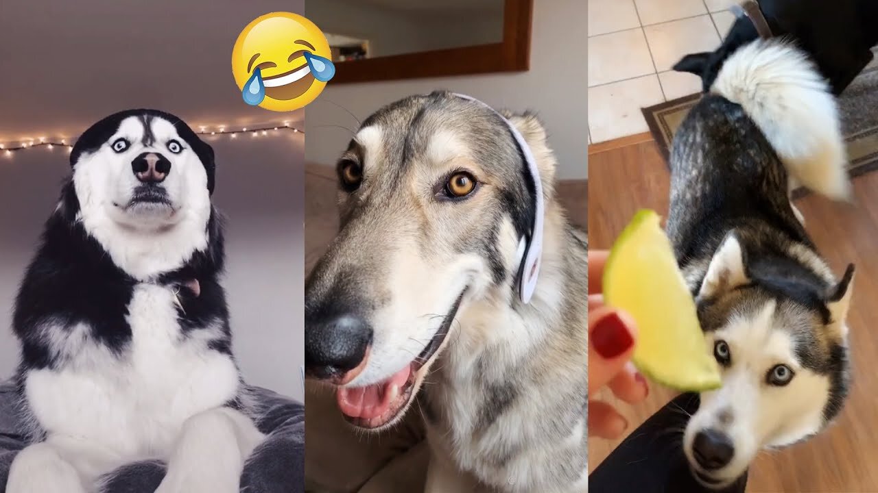 Hilarious Dramatic Husky Tiktok Clips | Funny Dogs