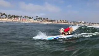 Ecco Clarence, il cane surfista che stupisce il mondo intero!