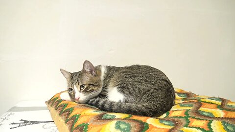 The Cat Sleeps on His Pillow