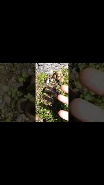 Pushthelittledaisiesandmakemcumup