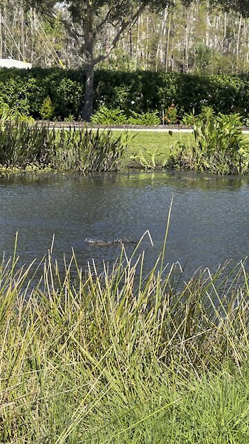 Gators in Paradise Part 3- 11/1/2021- 4K