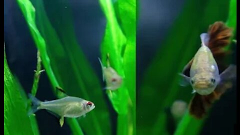 4K Fishes Mingling (Co-Existence of Tetras & Guppies) (Fishes Flopping (Swimming))