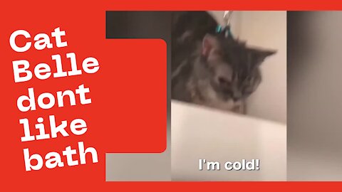 Cat Belle DONT Like Bath