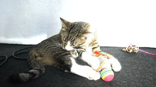 Kitten Rudolph Washes His Fur