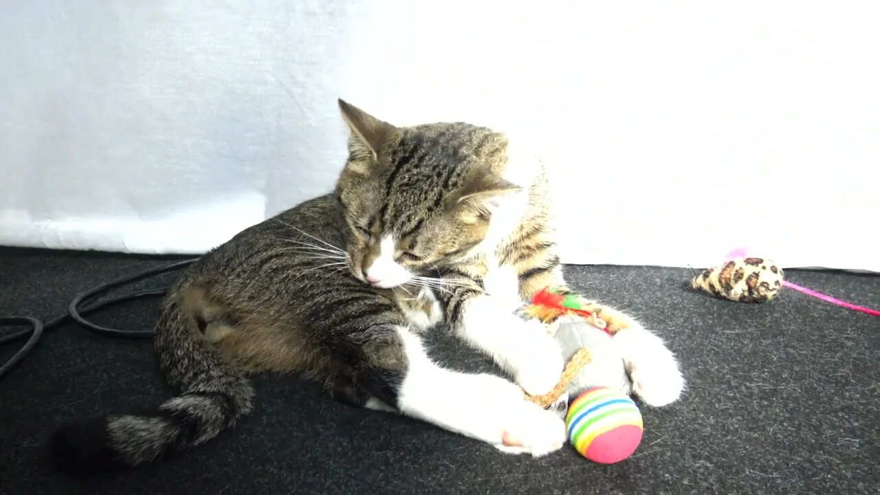 Kitten Rudolph Washes His Fur