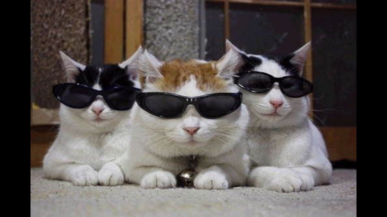 Funny Cat I Challenge You Will Not Control Your Laugh