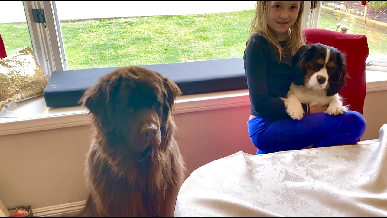 Big doggy and little puppy get tasty Christmas treats