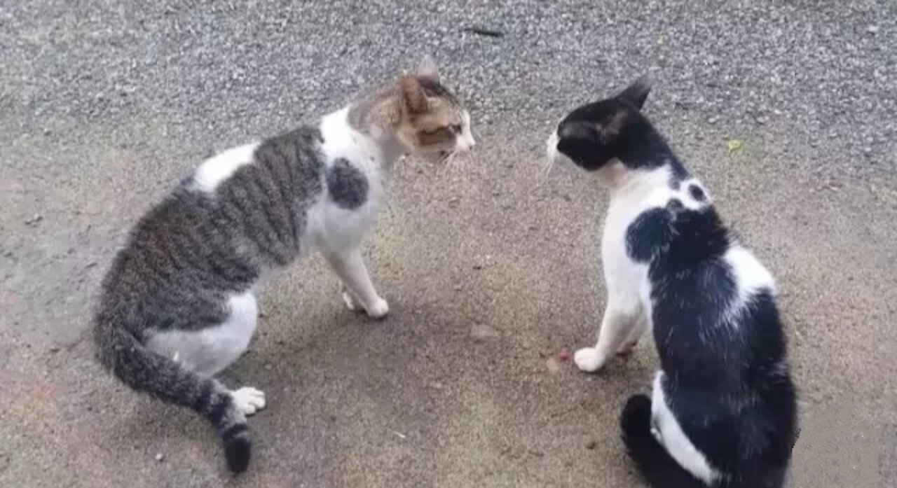 Cats Fighting with sound - Exclusive Video (Play with full sound)