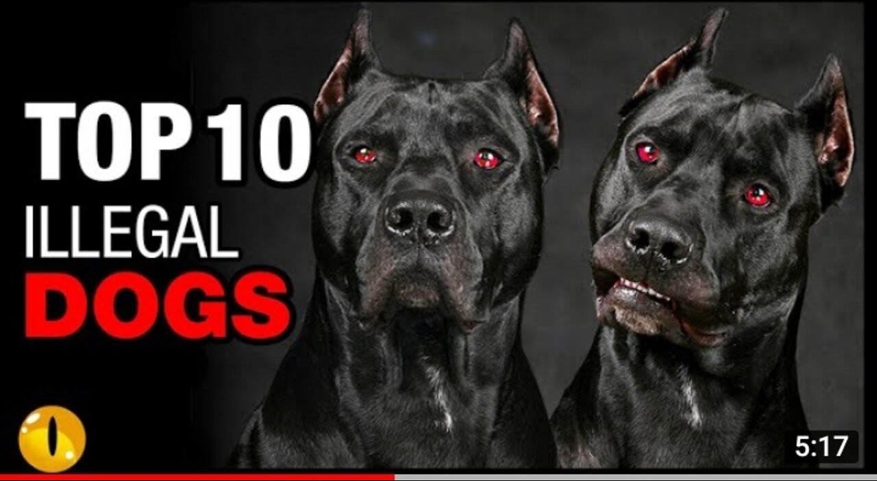 TOP 10 ILLEGAL DOG BREEDS