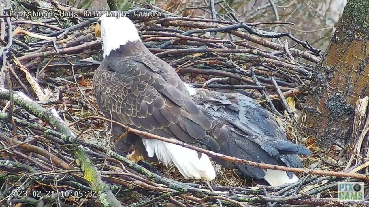 Hays Eagles Dad brings Incubating Mom Morning Breakfish 2023 02 211005AM