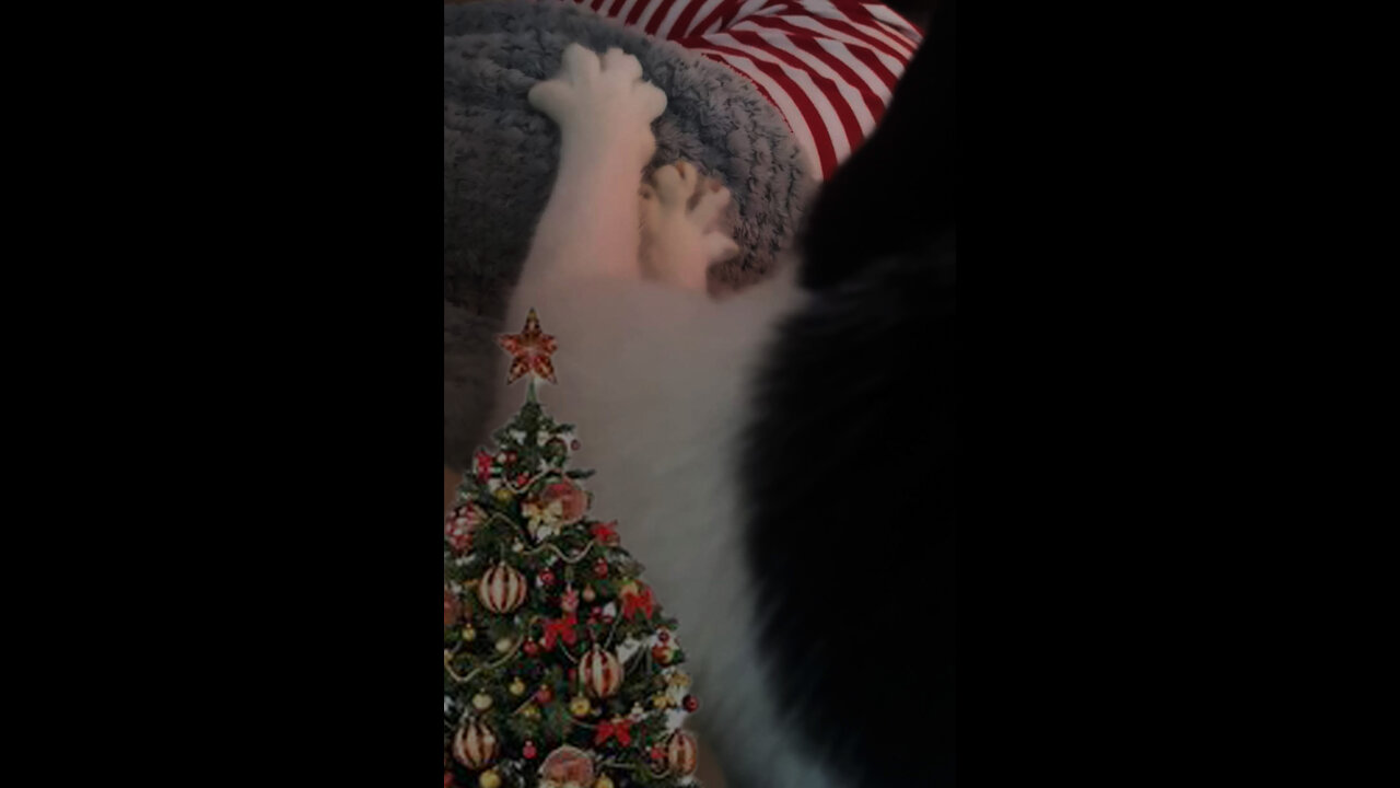 kitty giving me a massage on chsristmass time ๐ยก