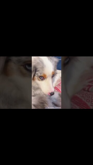 Our most prominent shortcoming lies in surrendering. The most certain method for succeeding