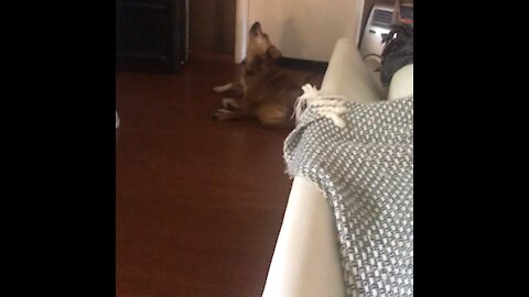 Dog Sings with Clarinetist