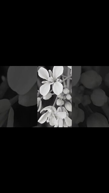 desh mere 🥰❤️ #youtubeshorts #shorts #youtube #shortvideo #shortyoutube