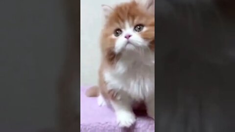 Funniest Cat and Dog Videos Compilation