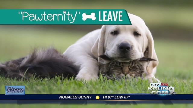 Company offering pet owners "paw-ternity" leave