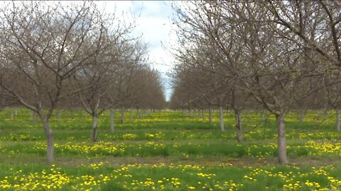 Recent overnight frosts worry Door County cherry farmers