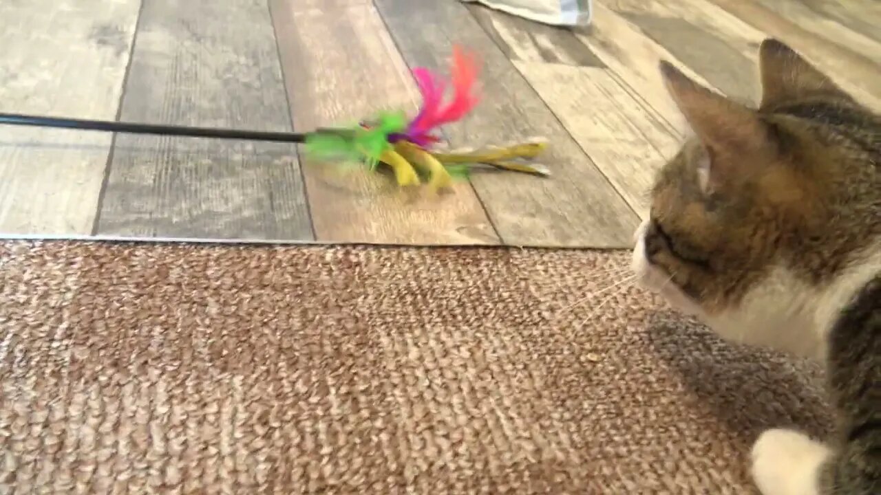 Cute Little Cat Plays on His Pillow