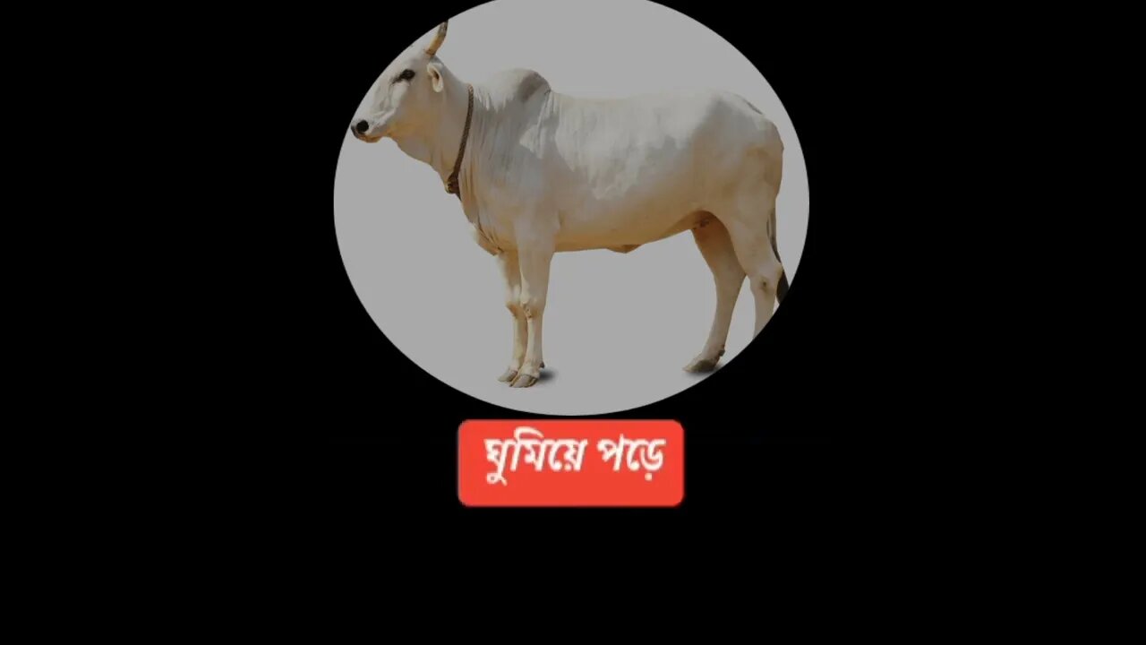 একটি গরুর গল্পঃ ll cow motivational ll true life 2.0