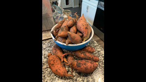 Sweet Potato Harvest (Garden Bed 3) 31 August 2022