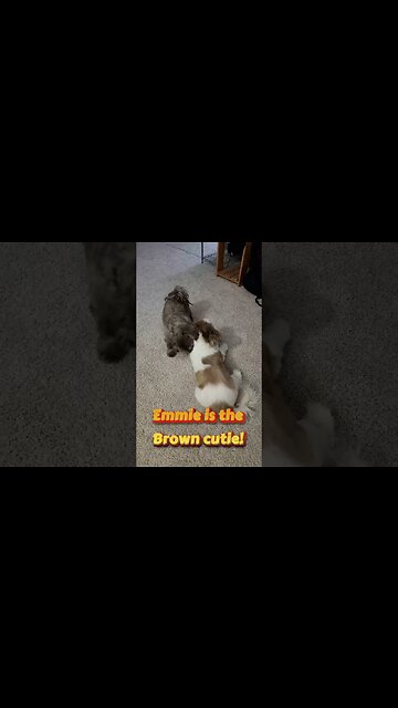 Shih Tzu Fun! #shorts