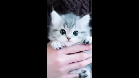 Cute and Beautifull Baby Cats