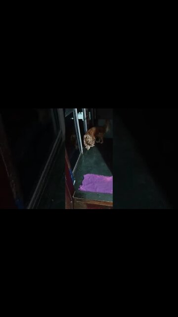 #dogshow , #animals , #dogs , #shorts