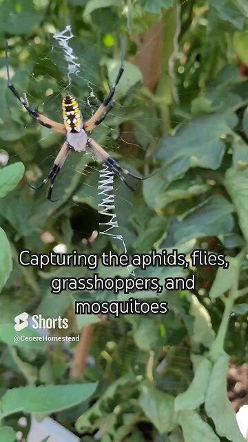 Yellow Garden Spider