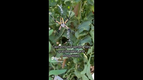 Yellow Garden Spider