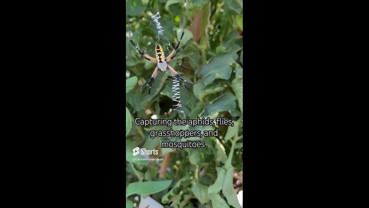 Yellow Garden Spider