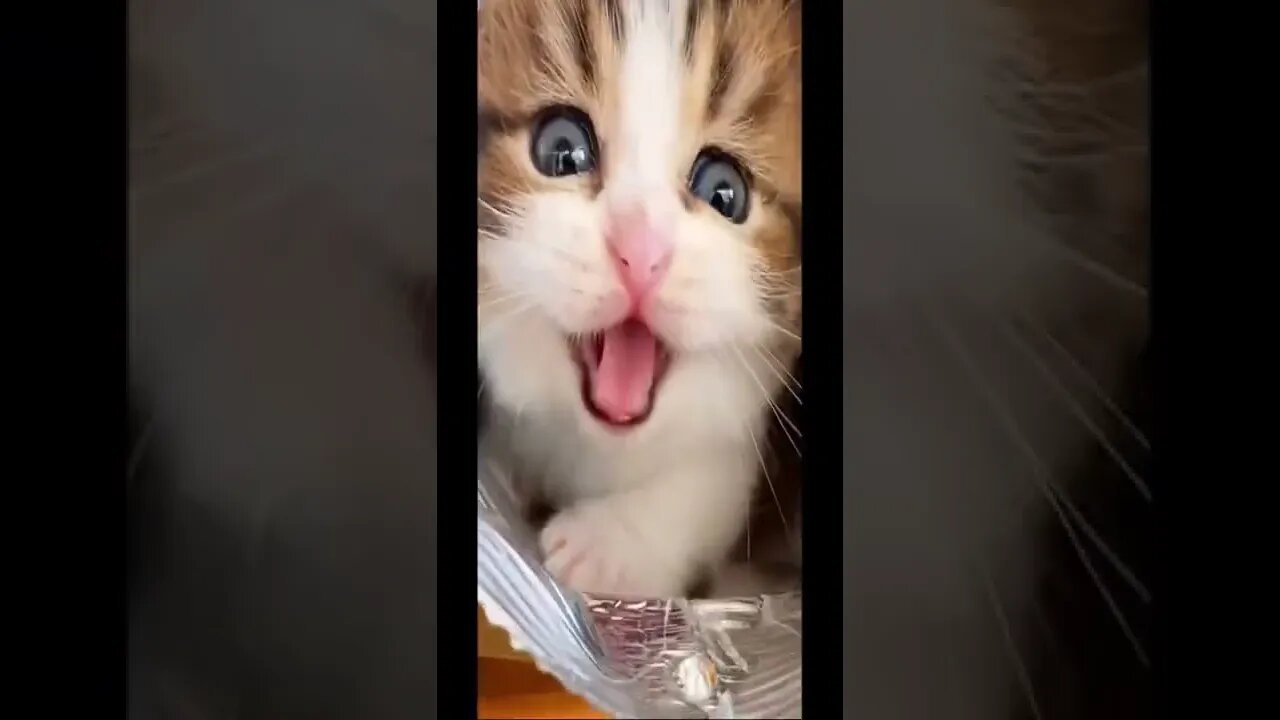 Animais Fofinhos (Cute Animals) #shorts