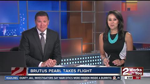 AM byebye Brutus Pearl