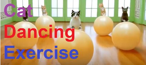 Cat Dancing Exercise - So Funny...